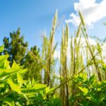 Jakie drzewa do ogrodu szybko rosnące