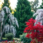 Jakie drzewka ozdobne do ogrodu