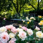 Jakie róże do ogrodu